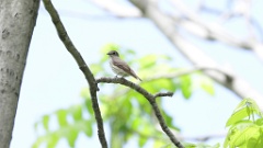 Muscicapa_griseisticta_2024-0530 KadrVideo 1