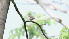 Muscicapa_griseisticta_2024-0530 KadrVideo 2