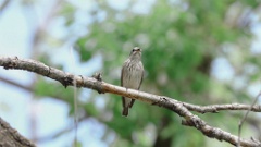 Muscicapa_griseisticta_2024-0530 KadrVideo 3