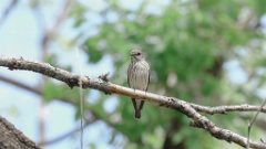 Muscicapa_griseisticta_2024-0530 KadrVideo 4