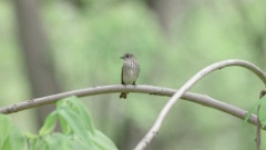 Muscicapa_griseisticta_2024-0530 KadrVideo 6