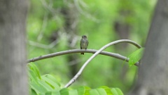 Muscicapa_griseisticta_2024-0530 KadrVideo 7