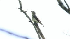 Muscicapa_griseisticta_2024-0603 KadrVideo 8