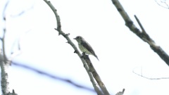 Muscicapa_griseisticta_2024-0603 KadrVideo 9