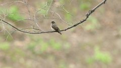 Muscicapa_dauurica_2024-0528 KadrVideo 1