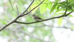 Muscicapa_dauurica_2024-0528 KadrVideo 2