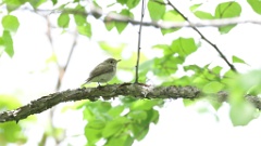 Muscicapa_dauurica_2024-0529 KadrVideo 3