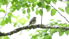 Muscicapa_dauurica_2024-0529 KadrVideo 4