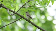 Muscicapa_dauurica_2024-0529 KadrVideo 6