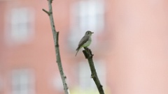 Muscicapa_dauurica_2024-0529 KadrVideo 7