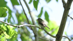 Muscicapa_dauurica_2024-0603 KadrVideo 10