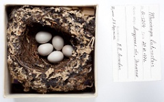 eggs_museum_Muscicapa_latirostris201009301321-1