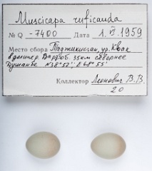 eggs_apart_Muscicapa_ruficauda201010211341-1