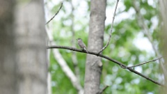 Muscicapa_sibirica_2024-0530 KadrVideo1