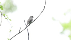 Muscicapa_sibirica_2024-0530 KadrVideo2