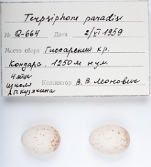 eggs_apart_Terpsiphone_paradisi201009301332-1