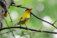 0_Oriolus_chinensis_2024_0615_1408-8