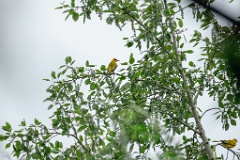 Oriolus_chinensis_2024_0610_1124