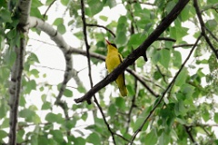 Oriolus_chinensis_2024_0612_1801-3