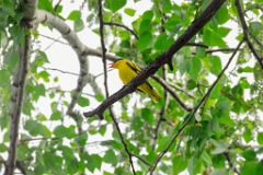 Oriolus_chinensis_2024_0612_1801-4