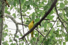 Oriolus_chinensis_2024_0612_1801