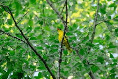 Oriolus_chinensis_2024_0612_1924