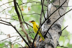 Oriolus_chinensis_2024_0615_1408-10