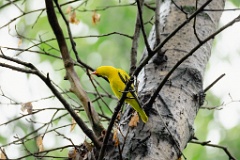 Oriolus_chinensis_2024_0615_1408-11