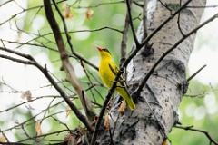 Oriolus_chinensis_2024_0615_1408-12