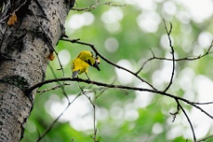 Oriolus_chinensis_2024_0615_1408-7