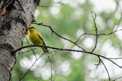 Oriolus_chinensis_2024_0615_1408-9