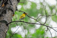 Oriolus_chinensis_2024_0615_1408