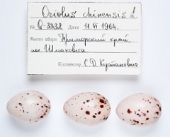 eggs_apart_Oriolus_chinensis201009291134