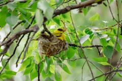 nest240618-1_Oriolus_chinensis_2024_0618_0747
