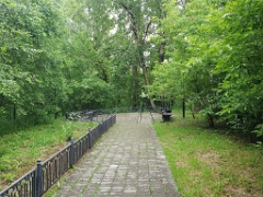 nest240618-1_Oriolus_chinensis_2024_0618_0800