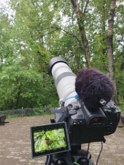 nest240618-1_Oriolus_chinensis_2024_0618_0802