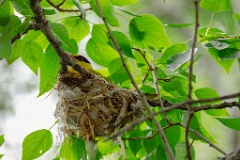 nest240618-1_Oriolus_chinensis_2024_0619_0948