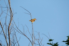 Oriolus_oriolus_2019_0703_2002