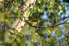 Oriolus_oriolus_2020_0619_1954-2