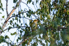 Oriolus_oriolus_2020_0619_2000-4