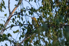 Oriolus_oriolus_2020_0619_2000