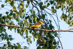 bird_singing_Oriolus_oriolus_2020_0619_1958