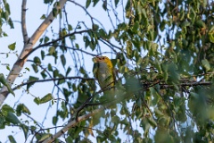 bird_singing_Oriolus_oriolus_2020_0619_2000-5