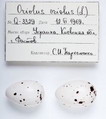 eggs_apart_Oriolus_oriolus201009291142