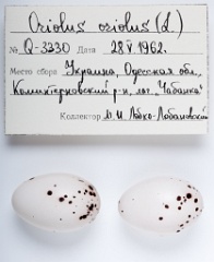 eggs_apart_Oriolus_oriolus201009291144