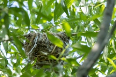 nest200611-1_Oriolus_oriolus_2020_0612_0752