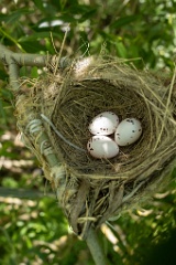 nest200611-1_Oriolus_oriolus_2020_0619_1151