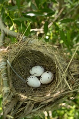 nest200611-1_Oriolus_oriolus_2020_0619_1153