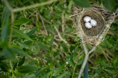 nest200611-1_Oriolus_oriolus_2020_0619_1154
