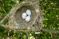 nest200611-1_Oriolus_oriolus_2020_0619_1201